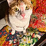 Pig joined the competition — help win amazing prizes! cat, animal, pet, feline, yellow_eyes, pink_nose, white_fur, orange_fur, collar, bell, curious, close_up, colorful, floral_pattern, quilt, fabric, indoor, portrait, looking_up, cute