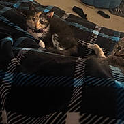 Munchkins is registered to the contest to win money with this photo: bed, blanket, blue_and_black, carpet_floor, cat, collar, cozy, dim_lighting, eyes, fur, indoor, kitten, looking_at_camera, paws, pet, plaid_pattern, resting, socks, soft_texture, two_kittens