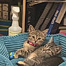 Munchkins joined the competition — help win amazing prizes! blanket, blue_blanket, books, cat, collar, cozy, cute, fur, indoor, kitten, paws, pet, pet_bed, pink_collar, shelves, spray_bottle, stripes, tabby, tabby_kitten, toy_mouse