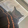 Munchkins joined the competition — help win amazing prizes! blanket, cat, closeup, cozy, ear, face, fur, household, indoor, nap, pet, portrait, relaxed, shirt, sleeping, sleeping_cat, sunlight, tabby_cat, whiskers, window_blinds