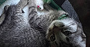 Munchkins is registered to the contest to win money with this photo: blanket, carrier, cat, closeup, collar, cozy, curled, eyes, fur, indoor, kitten, mesh, paw, pet, playful, plush_toy, resting, tabby, toy_mouse, whiskers