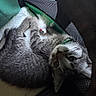 blanket, carrier, cat, closeup, collar, cozy, curled, eyes, fur, indoor, kitten, mesh, paw, pet, playful, plush_toy, resting, tabby, toy_mouse, whiskers