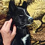 Aika a rejoint le concours — aidez-le/la à gagner de superbes lots ! animal, black_dog, blanket, close_up, collar, comfort, cozy, dog, ear, fur, hand, human_hand, indoor, pattern, petting, relaxed, resting, sleepy, watch, white_markings