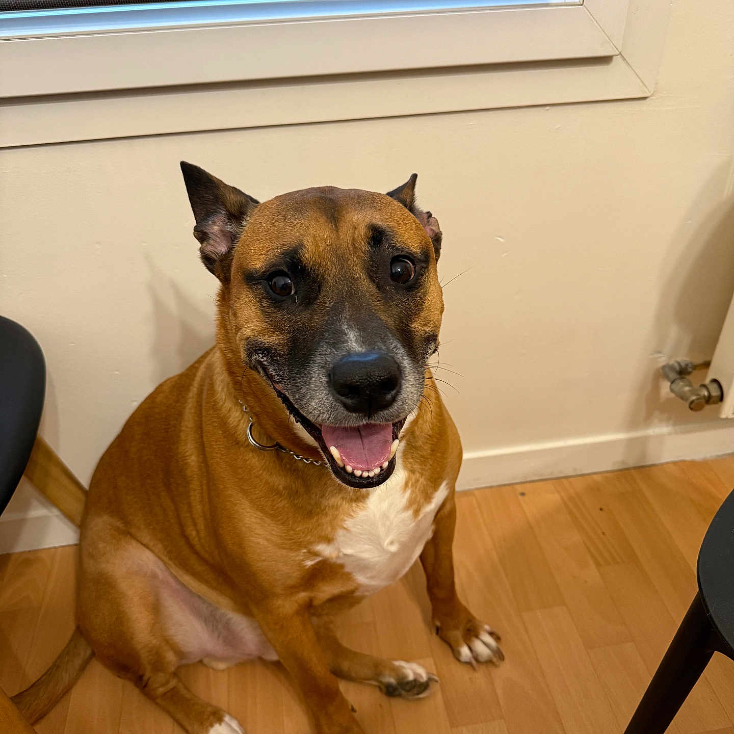 Django a rejoint le concours — aidez-le/la à gagner de superbes lots ! accessories, animal, barstool, boxer, bulldog, canine, chair, dog, furniture, germanshepherd, hardwood, hound, indoors, interiordesign, labradorretriever, pet, plywood, stainedwood, strap, wood