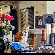 Sulley is registered to the contest to win money with this photo: cat, orange_cat, white_cat, pet, sitting, indoors, home, cat_tree, flowers, bouquet, blanket, furniture, collar, pet_tag, portrait, cluttered_room, door, clock, decor, household