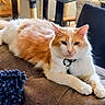 Sulley is registered to the contest to win money with this photo: cat, orange_and_white, fluffy, long_hair, pet, collar, indoors, couch, furniture, relaxed, lying_down, front_paws, green_eyes, whiskers, ears, tail, blanket, living_room, portrait, home