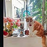 Sulley is registered to the contest to win money with this photo: cat, cats, orange_white_cat, sitting, windowsill, indoor, window, flowers, bouquet, plants, greenery, collar, heart_tag, tail, portrait, home, decor, sunlight, background_cat, pet