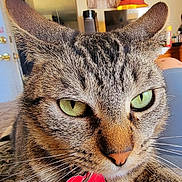 Sheba is registered to the contest to win money with this photo: cat, tabby_cat, pet, close_up, green_eyes, collar, name_tag, indoor, feline, whiskers, fur, relaxed, paw, soft_fabric, room, wall_clock, wall_art, lamp, door, curtain