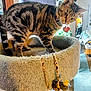 cat, tabby, cat_tree, toy, indoor, furniture, mirror, collar, pet, home, carpet, curious, animal, domestic, room, living_room, scratch_post, fuzzy, playful, pet_accessory