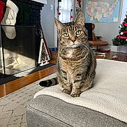 Monkey joined the competition — help win amazing prizes! cat, tabby_cat, pet, furniture, blanket, ottoman, living_room, fireplace, stockings, christmas_tree, holiday_decor, map, chair, wood_floor, rug, window, curtains, decorations, indoor, cozy