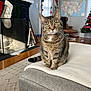 cat, tabby_cat, pet, furniture, blanket, ottoman, living_room, fireplace, stockings, christmas_tree, holiday_decor, map, chair, wood_floor, rug, window, curtains, decorations, indoor, cozy