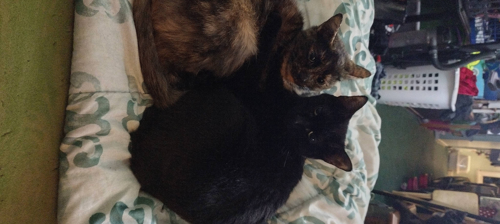 Nikki joined the competition — help win amazing prizes! black_cat, bombay, canidae, carnivore, cat, claw, comfort, dog_breed, domestic_short_haired_cat, fawn, felidae, fur, nap, paw, small_to_medium_sized_cats, snout, sporting_group, tail, terrestrial_animal, whiskers