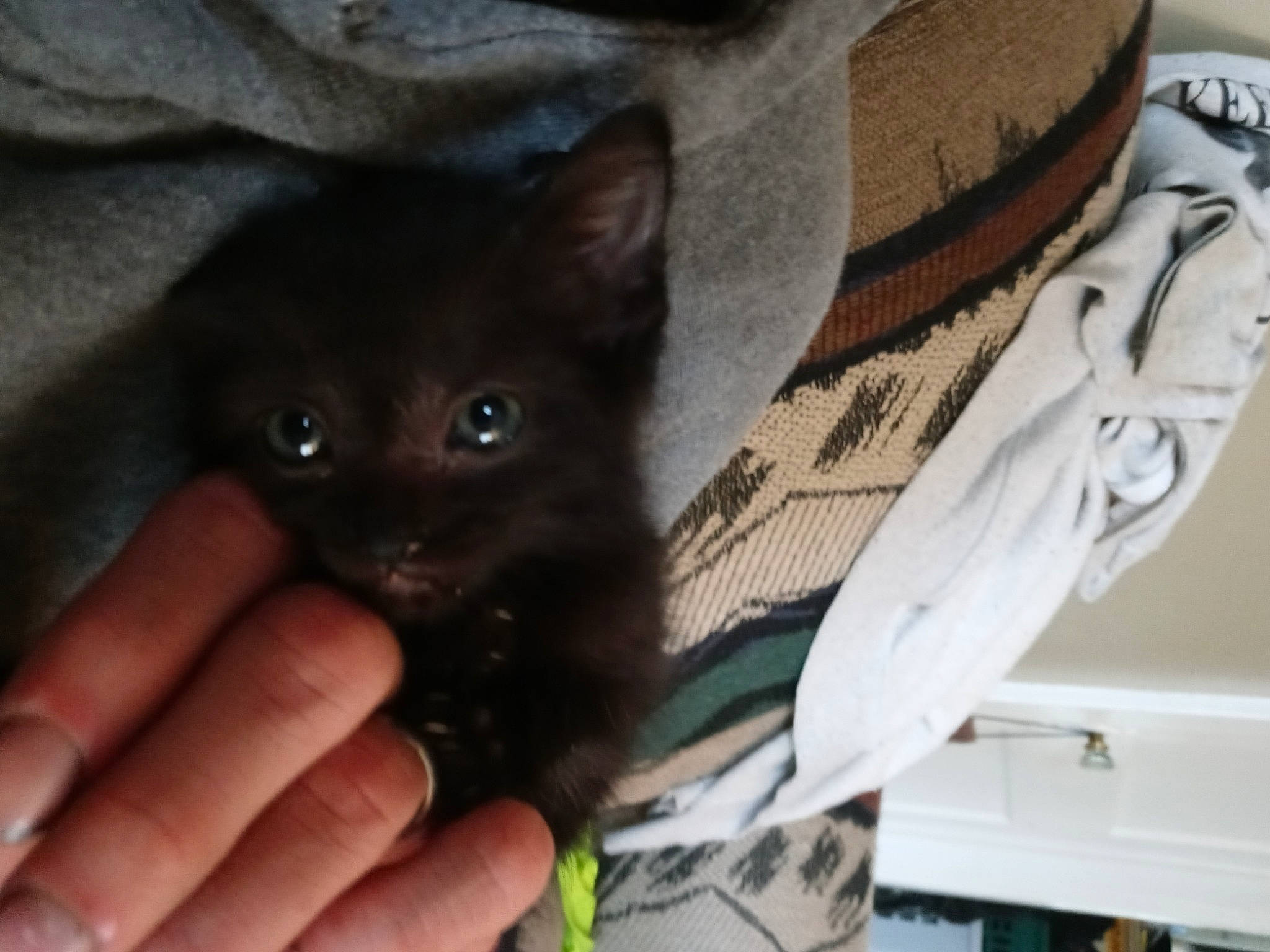 Nikki is registered to the contest to win money with this photo: black_cat, carnivore, cat, domestic_short_haired_cat, felidae, finger, fur, iris, kitten, nail, skin, small_to_medium_sized_cats, snout, thumb, vertebrate, whiskers