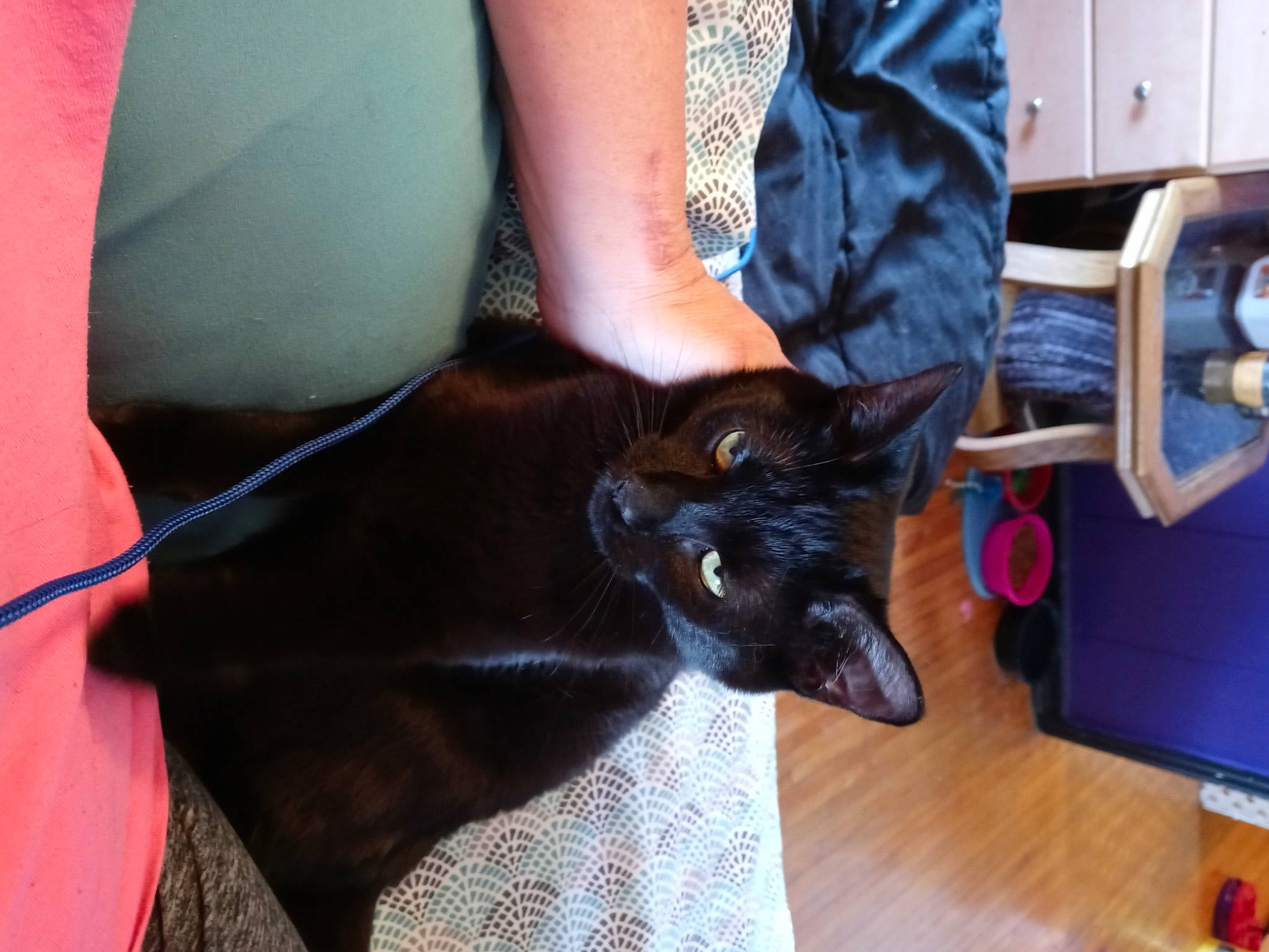 Nikki joined the competition — help win amazing prizes! black_cat, bombay, canidae, carnivore, cat, chair, comfort, dog_breed, domestic_short_haired_cat, electric_blue, felidae, flooring, fur, hardwood, human_leg, lap, small_to_medium_sized_cats, tail, thigh, whiskers