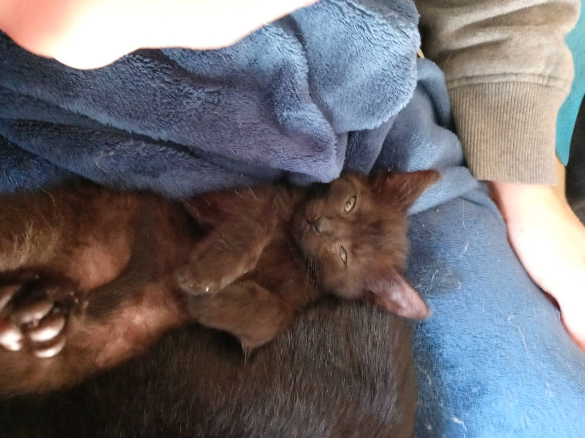 Nikki is registered to the contest to win money with this photo: ankle, brown, carnivore, cat, comfort, dog_breed, fawn, felidae, flesh, foot, fur, liver, paw, skin, small_to_medium_sized_cats, snout, toe, whiskers