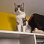 Winny participe au concours pour gagner de l'argent avec cette photo : cat, sitting, indoor, white_shelf, yellow_wall, fur, pet, curious, looking, feline, ears, whiskers, clothing, bag, storage, household, domestic_animal, gray_and_white, furniture, portrait