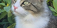 Winny participe au concours pour gagner de l'argent avec cette photo : cat, tabby, white_chest, green_leaves, outdoor, animal, pet, feline, nature, close_up, fur, whiskers, ears, eyes, portrait, wildlife, mammal, domestic_animal, curious, serene