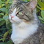 cat, tabby, white_chest, green_leaves, outdoor, animal, pet, feline, nature, close_up, fur, whiskers, ears, eyes, portrait, wildlife, mammal, domestic_animal, curious, serene