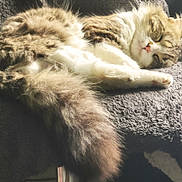 Winny a rejoint le concours — aidez-le/la à gagner de superbes lots ! cat, tabby, sleeping, fluffy, tail, fur, pet, cozy, blanket, indoor, sunlight, relaxing, cute, animal, mammal, whiskers, paw, resting, soft, comfort