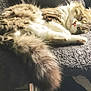 cat, tabby, sleeping, fluffy, tail, fur, pet, cozy, blanket, indoor, sunlight, relaxing, cute, animal, mammal, whiskers, paw, resting, soft, comfort