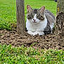 Winny a rejoint le concours — aidez-le/la à gagner de superbes lots ! cat, tabby, white, animal, pet, outdoor, garden, grass, soil, tree_trunk, nature, greenery, resting, feline, cute, wildlife, mammal, domestic_animal, close_up, calm