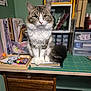 cat, tabby_cat, white_cat, fluffy_cat, pet, indoor, desk, craft_supplies, notebooks, scissors, storage_boxes, papers, shelf, organized, curious, feline, animal, home, furniture, sitting