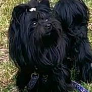 Lucky a rejoint le concours — aidez-le/la à gagner de superbes lots ! adorable, animal, black_dog, canine, companion, curious, cute, daylight, dog, fur, grass, leash, long_hair, looking_up, nature, outdoor, pet, small_dog, standing, topknot