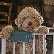 Ulma participe au concours pour gagner de l'argent avec cette photo : animal, brown, canine, close_up, curly_fur, cute, dog, domestic_animal, fence, fluffy, fur, gate, home_interior, indoor, looking, paw, pet, resting, stone_wall, wooden_chair