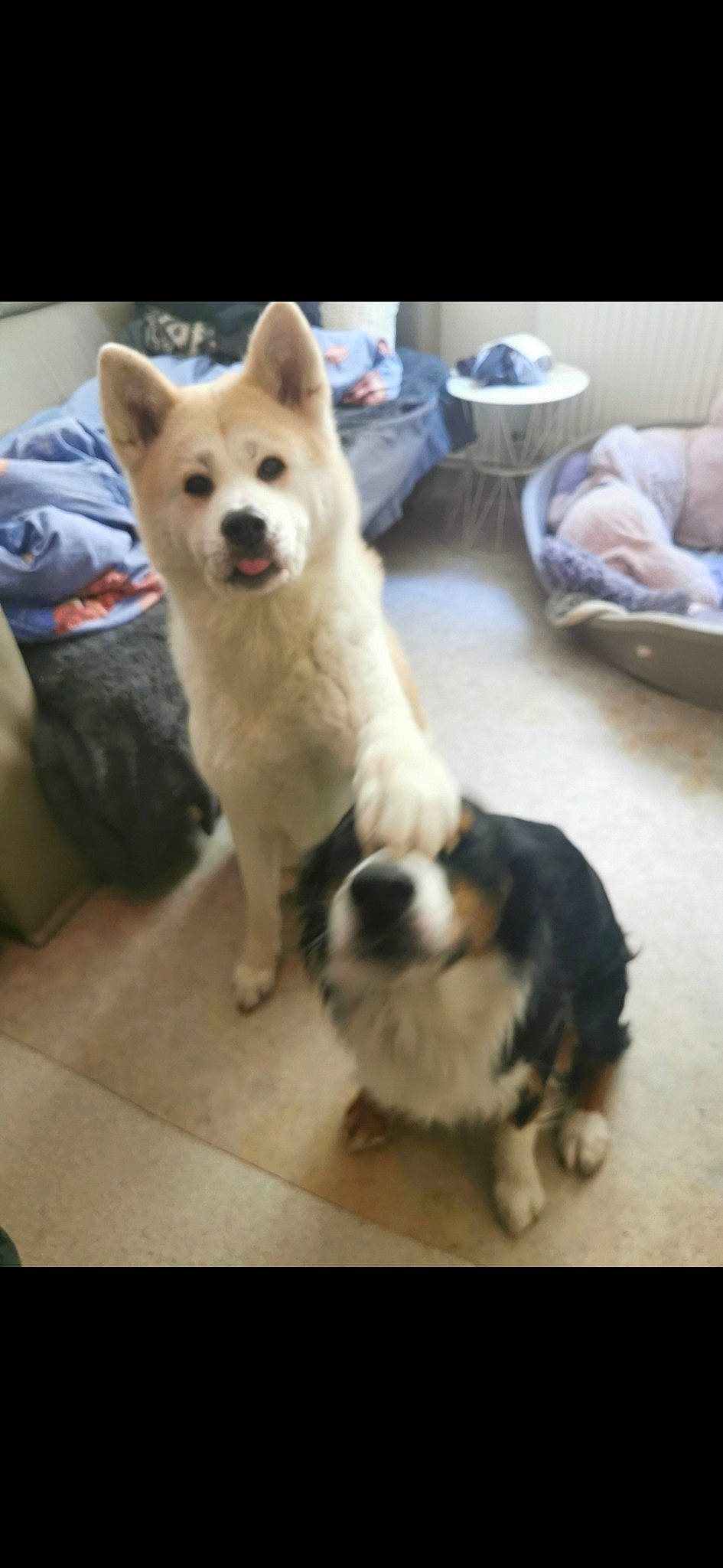 Ianka participe au concours pour gagner de l'argent avec cette photo : carnivore, chair, collar, companion_dog, dog, dog_breed, fawn, floor, flooring, fur, paw, snout, sporting_group, table, tail, toy_dog, whiskers, wood, working_animal, working_dog