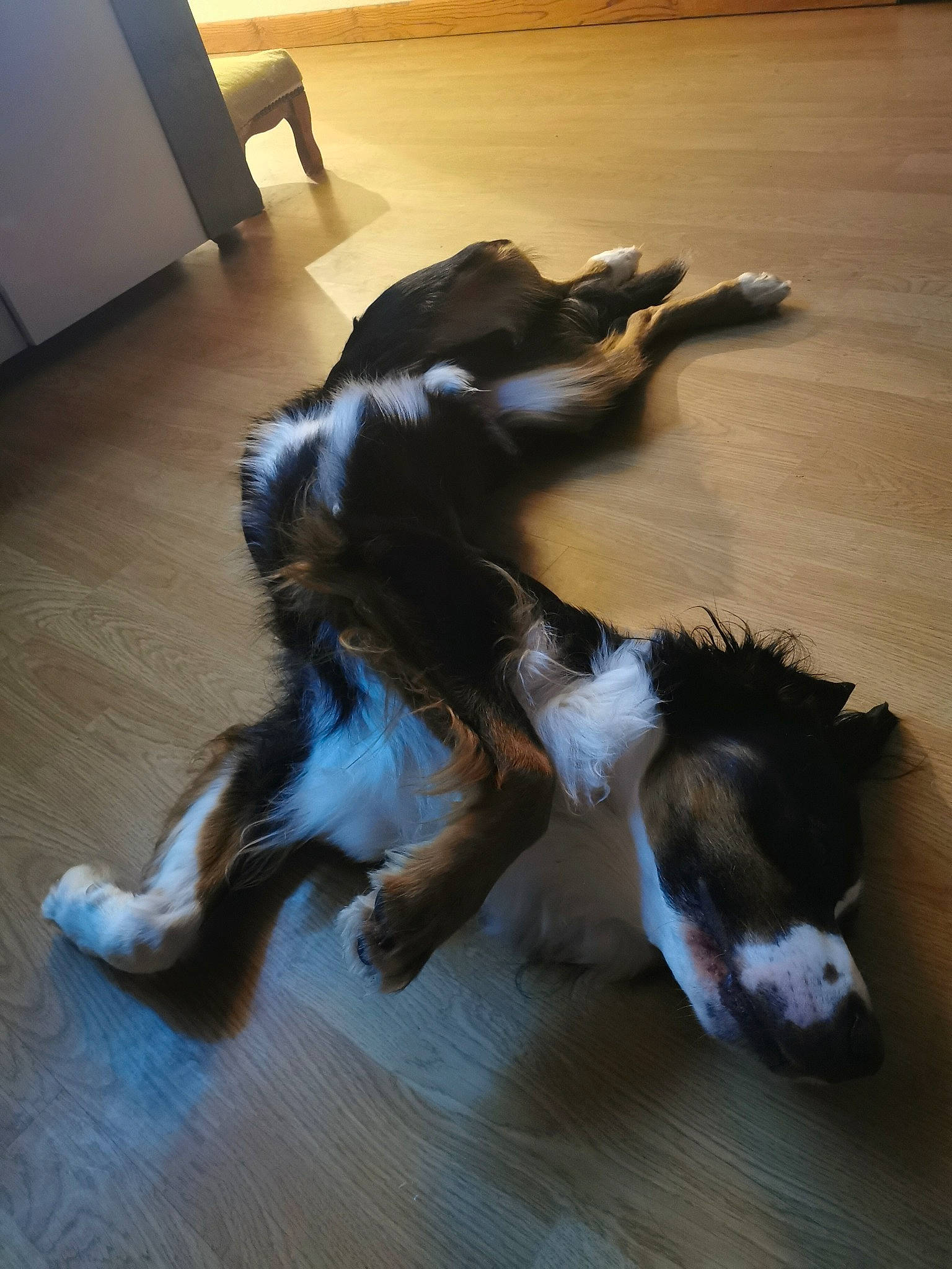 Aïko a rejoint le concours — aidez-le/la à gagner de superbes lots ! carnivore, comfort, companion_dog, dog, dog_breed, fawn, floor, flooring, fur, hardwood, herding_dog, laminate_flooring, liver, paw, tail, toy_dog, wood, wood_flooring, working_animal, working_dog