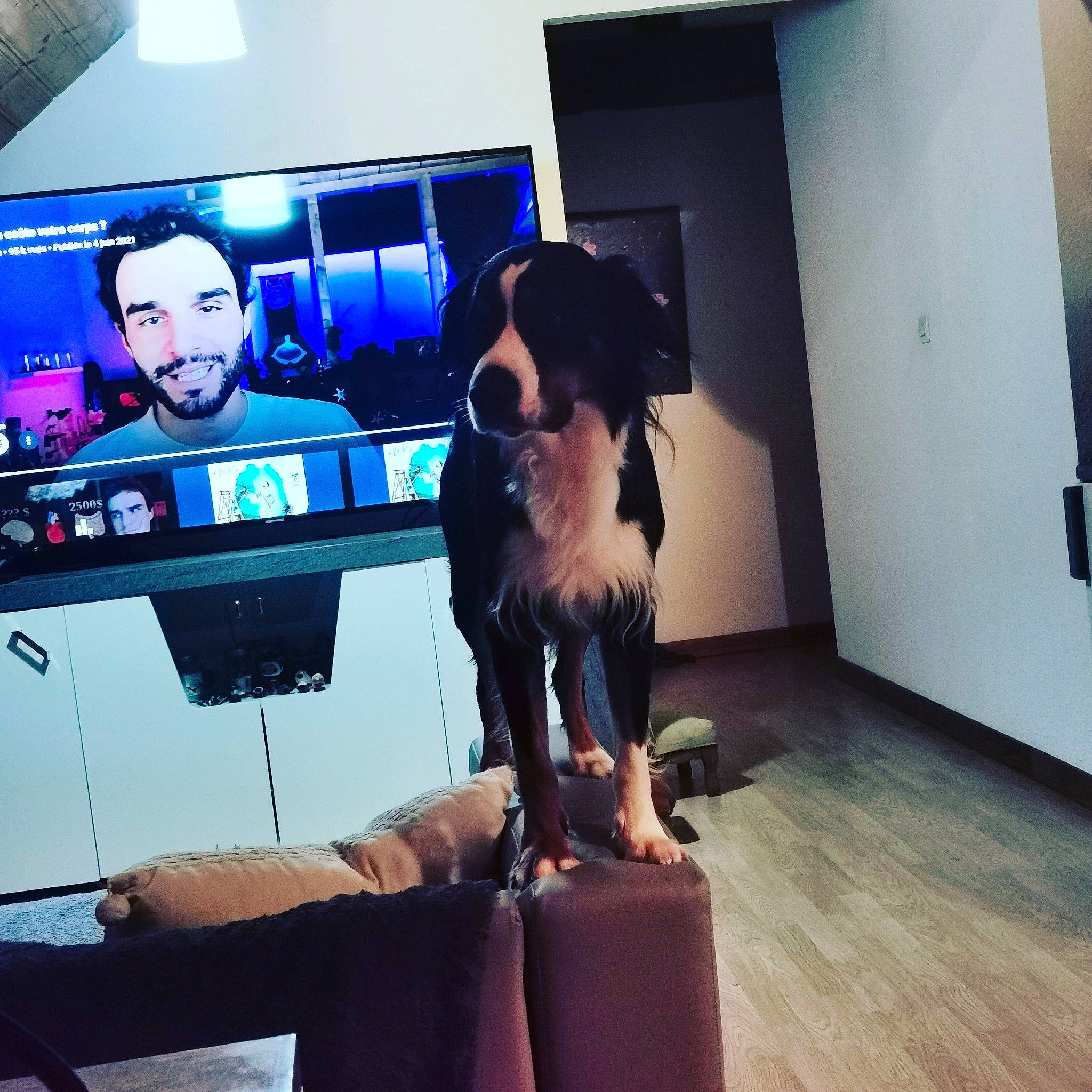 Aïko participe au concours pour gagner de l'argent avec cette photo : audio_equipment, cameras_optics, carnivore, companion_dog, display_device, dog, dog_breed, event, eyewear, fawn, flat_panel_display, flooring, fun, gadget, led_backlit_lcd_display, room, sunglasses, television, television_set, toy_dog