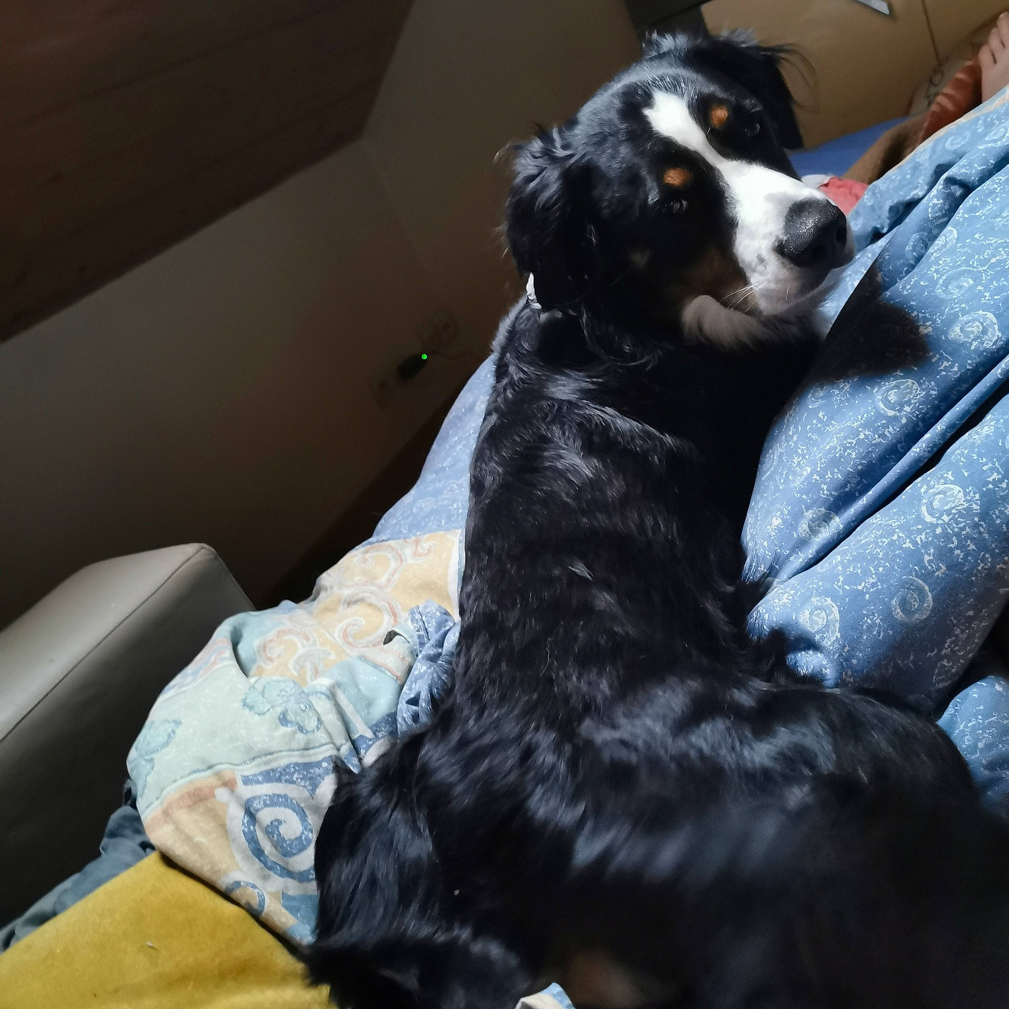 Aïko a rejoint le concours — aidez-le/la à gagner de superbes lots ! borador, canidae, carnivore, comfort, companion_dog, dog, dog_breed, fur, sporting_group, tail, whiskers, working_animal, working_dog