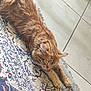 Garfield a rejoint le concours — aidez-le/la à gagner de superbes lots ! animal, cat, cozy, cute, domestic_cat, feline, floor, fur, home, indoor, orange_tabby, patterned_rug, paws, pet, relaxed, resting, rug, sleeping, tile_floor, whiskers