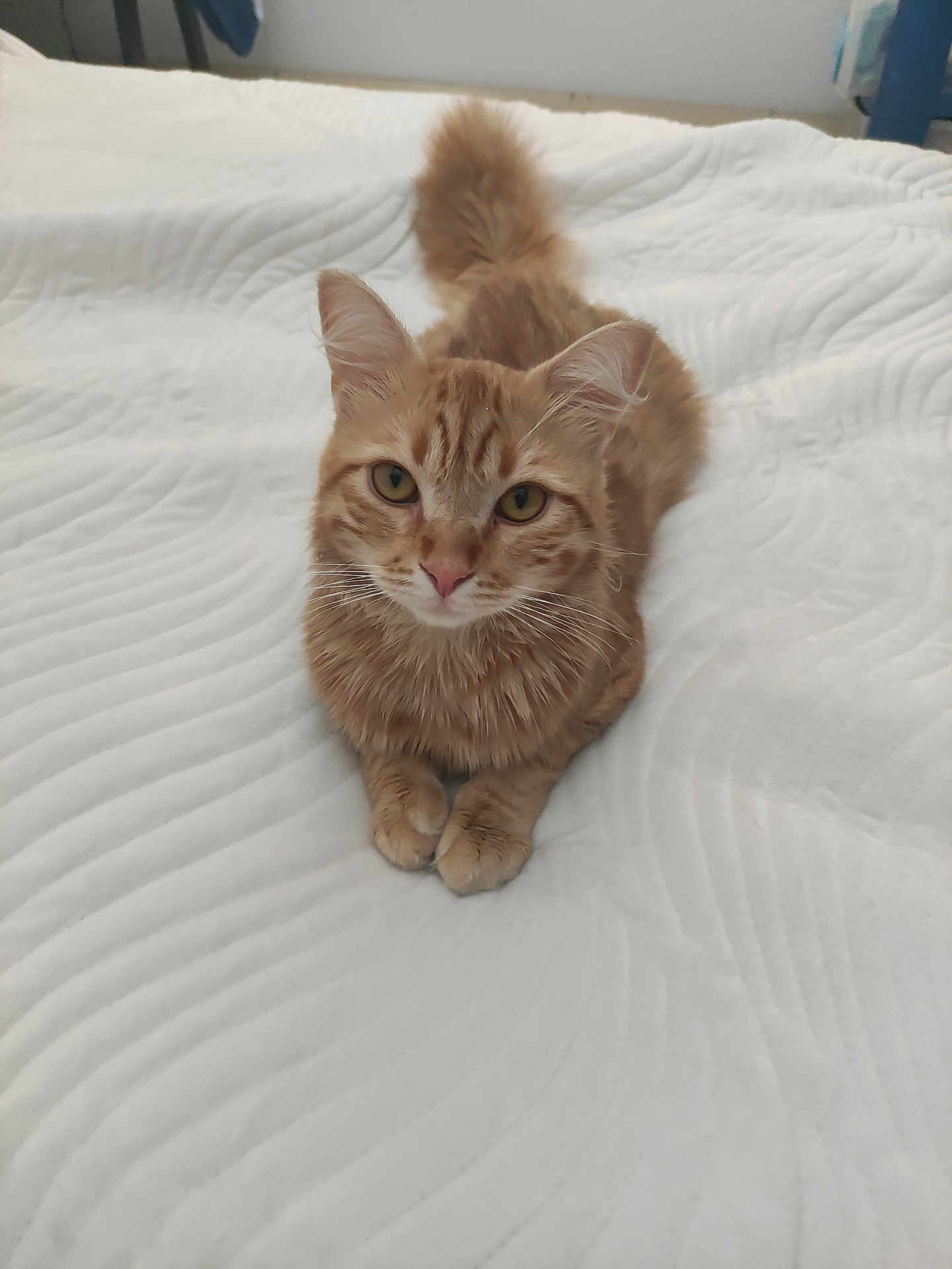 Garfield