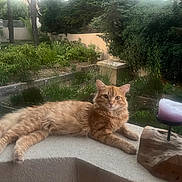 Garfield participe au concours pour gagner de l'argent avec cette photo : animal, candle, cat, daylight, domestic_animal, feline, fluffy, fur, garden, greenery, ledge, nature, orange_tabby, outdoor, peaceful, pet, plant, relaxed, resting, wood