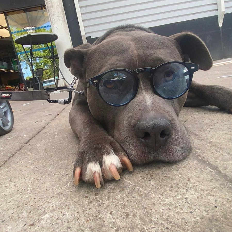 Narcos a rejoint le concours — aidez-le/la à gagner de superbes lots ! accessories, animal, architecture, building, canine, city, dog, face, head, outdoors, person, pet, photography, portrait, puppy, road, shelter, street, sunglasses, urban