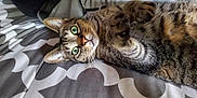 Opie is registered to the contest to win money with this photo: cat, tabby_cat, green_eyes, paw, bedspread, patterned_bedspread, indoor, pet, feline, whiskers, fur, lying_down, playful, curious, close_up, domestic_cat, resting, soft_lighting, animal, cute
