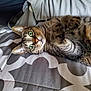cat, tabby_cat, green_eyes, paw, bedspread, patterned_bedspread, indoor, pet, feline, whiskers, fur, lying_down, playful, curious, close_up, domestic_cat, resting, soft_lighting, animal, cute