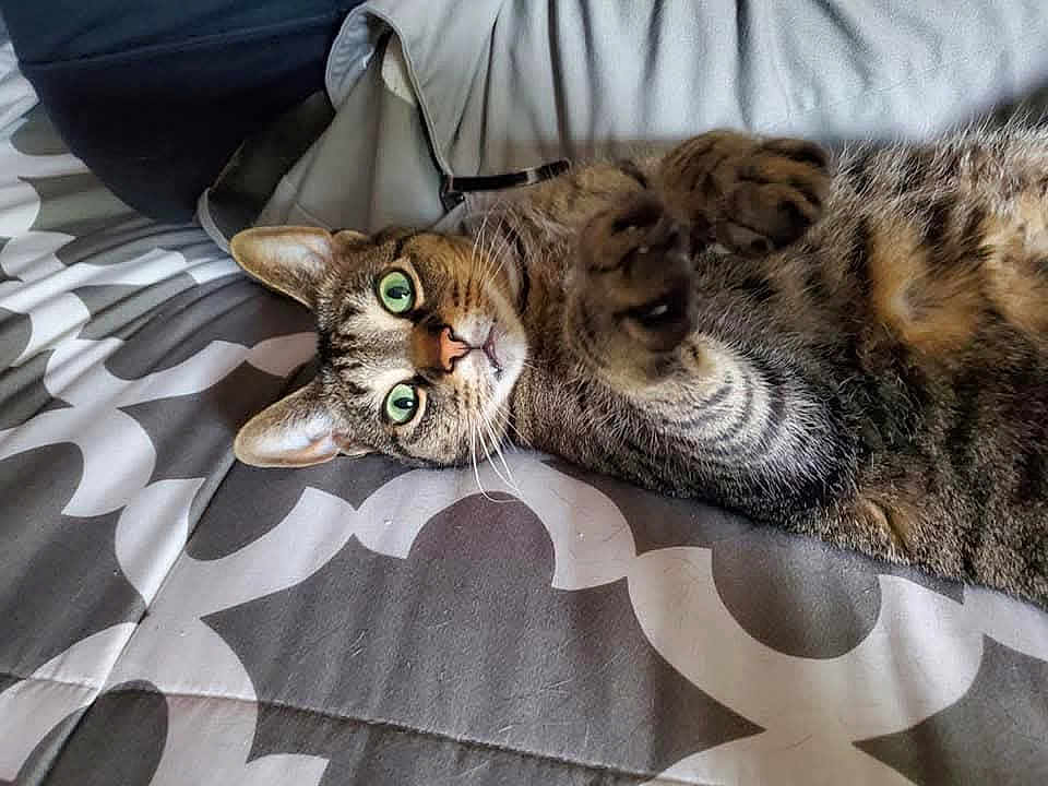 Opie