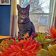 Opie joined the competition — help win amazing prizes! cat, tabby_cat, flower_arrangement, window, tree, curtain, table, indoor, photo_frame, blue_wall, leaf, berry, autumn, plant, pet, animal, domestic_animal, feline, nature_outdoor, decoration