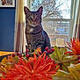 cat, tabby_cat, flower_arrangement, window, tree, curtain, table, indoor, photo_frame, blue_wall, leaf, berry, autumn, plant, pet, animal, domestic_animal, feline, nature_outdoor, decoration