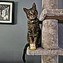 Opie joined the competition — help win amazing prizes! cat, tabby_cat, cat_tree, toy, cake, candle, indoor, gray_wall, framed_photo, black_and_white_photo, pet, curious, feline, whiskers, collar, green_eyes, plush, home, cute, animal