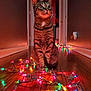 Opie joined the competition — help win amazing prizes! cat, tabby_cat, indoor, hallway, wooden_floor, christmas_lights, colorful_lights, festive, pet, animal, sitting, alert, wide_eyes, domestic_cat, feline, decorations, night, glowing, cords, cute