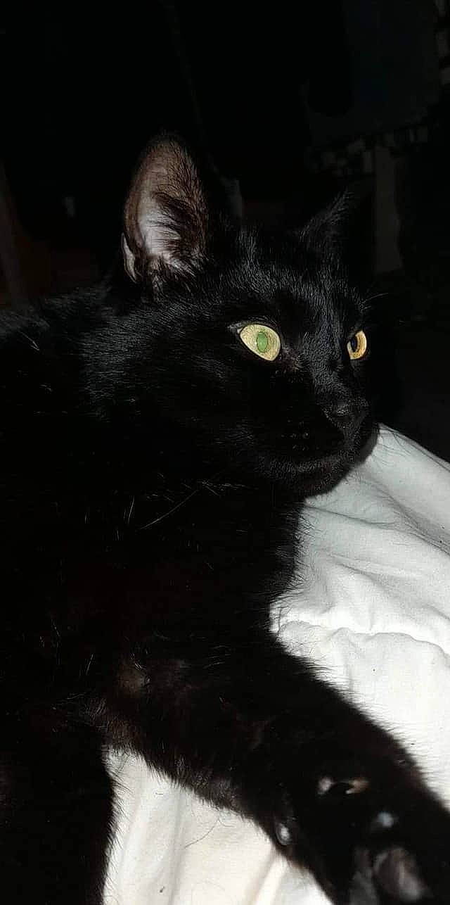 Fripouille a rejoint le concours — aidez-le/la à gagner de superbes lots ! black_cat, bombay, carnivore, cat, darkness, domestic_short_haired_cat, eye, felidae, fur, grey, monochrome_photography, small_to_medium_sized_cats, snout, terrestrial_animal, whiskers