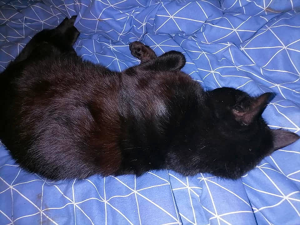 Fripouille participe au concours pour gagner de l'argent avec cette photo : black_cat, blue, carnivore, cat, claw, comfort, dog_breed, domestic_short_haired_cat, electric_blue, felidae, fur, liver, mammal, paw, small_to_medium_sized_cats, sporting_group, tail, terrestrial_animal, vertebrate, whiskers