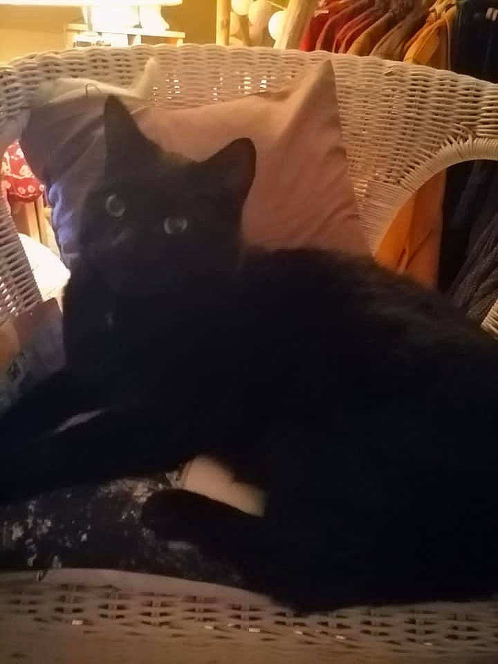 Fripouille participe au concours pour gagner de l'argent avec cette photo : carnivore, cat, cloud, comfort, couch, felidae, flooring, furniture, grey, hardwood, living_room, morning, pillow, sky, small_to_medium_sized_cats, snout, tail, tints_and_shades, whiskers, wood