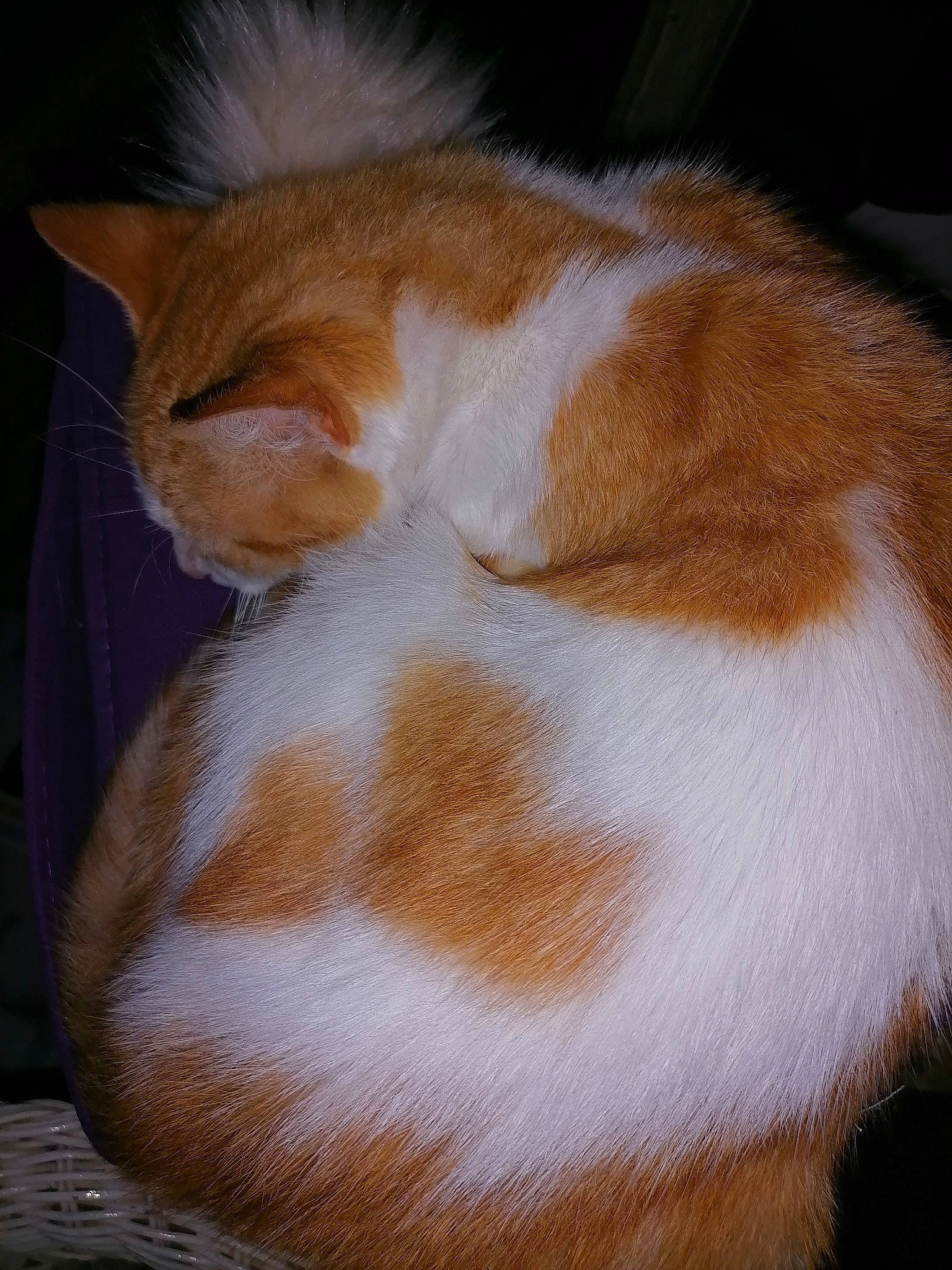 Aukéra participe au concours pour gagner de l'argent avec cette photo : art, carnivore, cat, claw, domestic_short_haired_cat, eye, fawn, felidae, fur, paw, small_to_medium_sized_cats, tail, terrestrial_animal, whiskers, wood