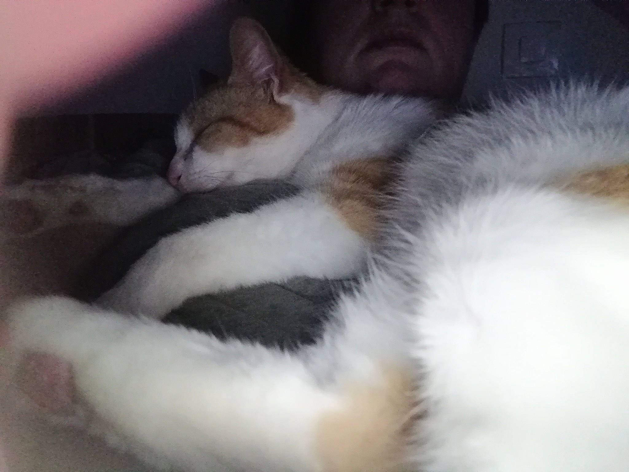 Aukéra participe au concours pour gagner de l'argent avec cette photo : carnivore, cat, claw, comfort, domestic_short_haired_cat, felidae, fur, nap, paw, sleep, small_to_medium_sized_cats, snout, tail, terrestrial_animal, whiskers