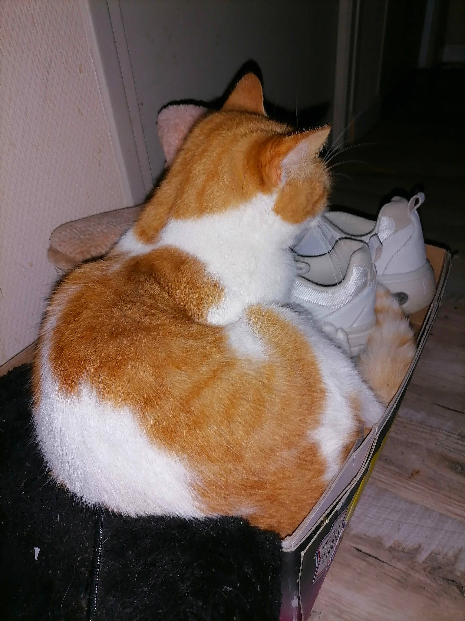 Aukéra a rejoint le concours — aidez-le/la à gagner de superbes lots ! box, brown, carnivore, cat, cat_supply, comfort, domestic_short_haired_cat, fawn, felidae, flooring, fur, hardwood, mammal, paw, small_to_medium_sized_cats, snout, tail, vertebrate, whiskers, wood