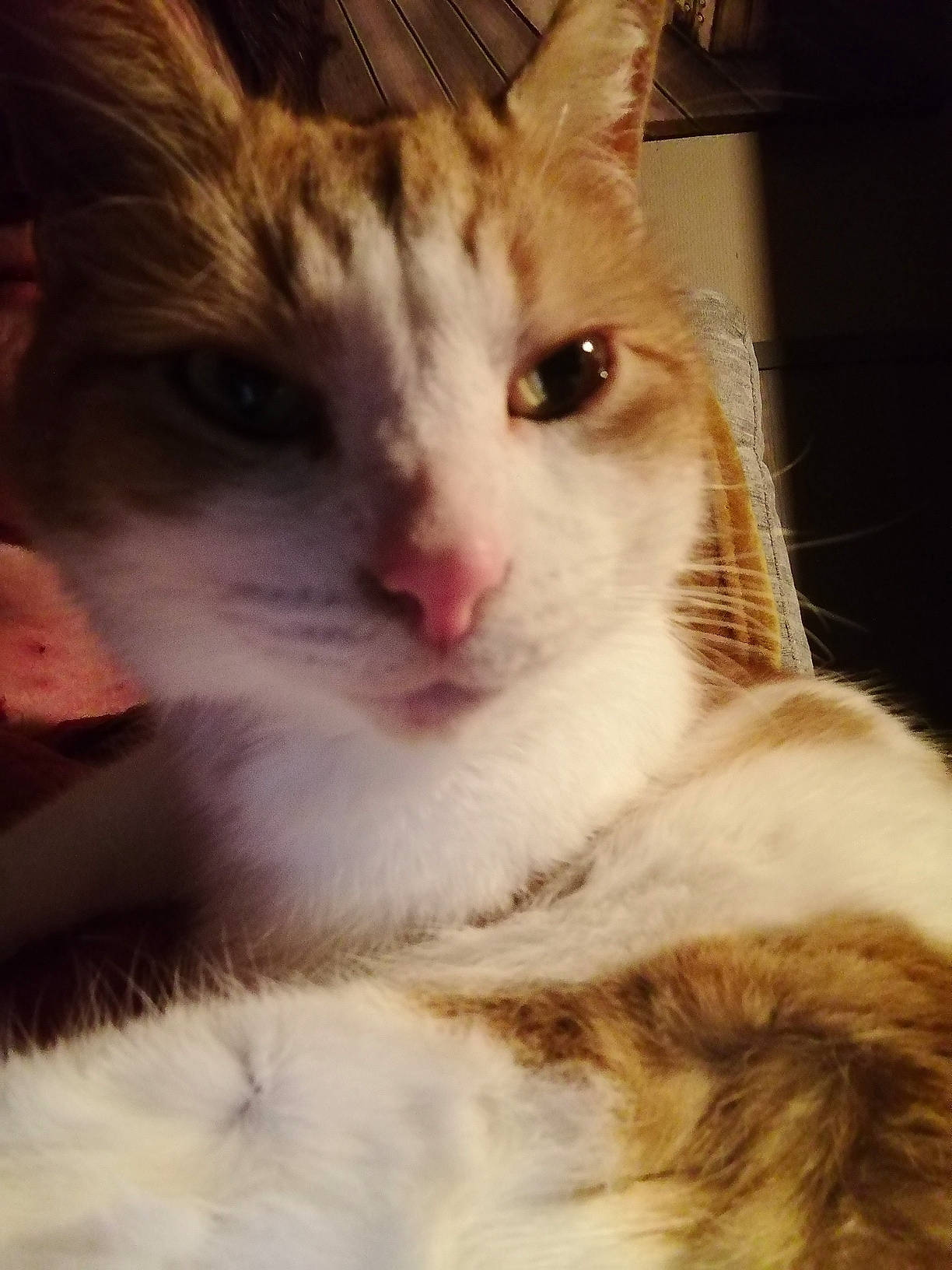 Aukéra participe au concours pour gagner de l'argent avec cette photo : carnivore, cat, comfort, domestic_short_haired_cat, door, ear, eye, eyelash, felidae, fur, head, iris, nose, paw, small_to_medium_sized_cats, snout, tail, tree, whiskers, window